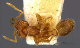 Image of Strumigenys louisianae Roger 1863