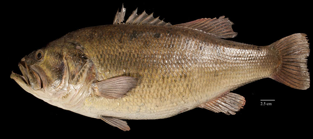 Image of black bass