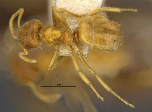 Image of Lasius fallax Wilson 1955