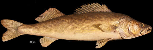 Image of Walleye