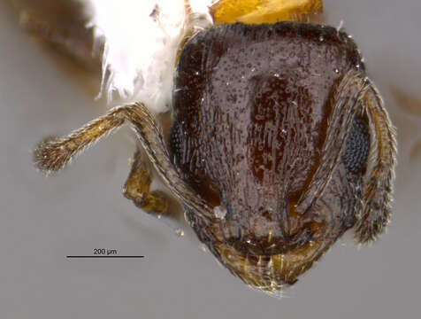 Image of <i>Temnothorax emmae</i>