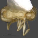 <i>Temnothorax liebi</i> resmi