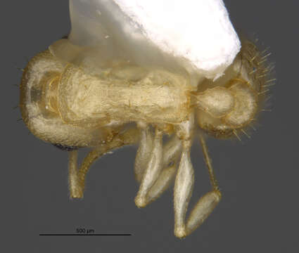 <i>Temnothorax liebi</i> resmi