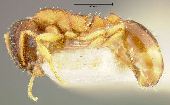 Imagem de Leptothorax muscorum (Nylander 1846)