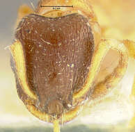 Imagem de Leptothorax muscorum (Nylander 1846)