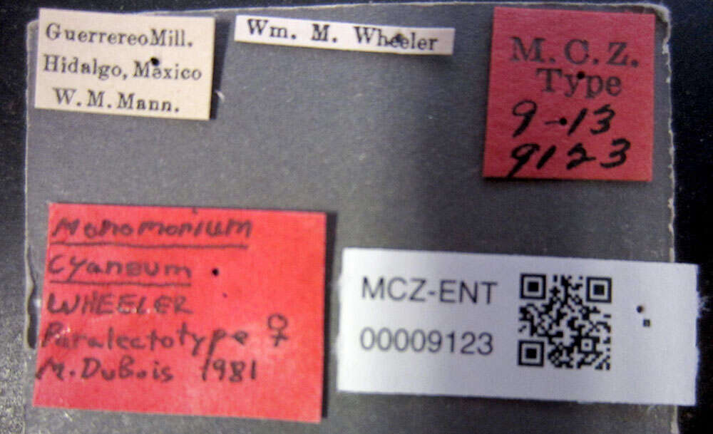 Image of Monomorium cyaneum Wheeler 1914