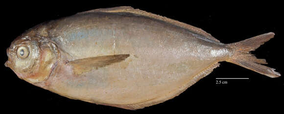 Image of California pompano