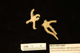 Image of Ophioplinthaca chelys (C. W. Thomson 1877)