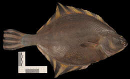 Image of Starry Flounder