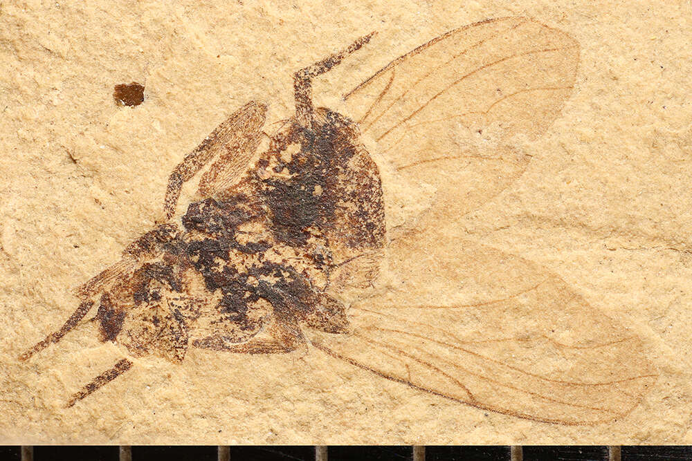 Image of Calyptratae