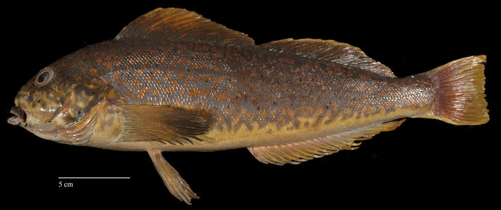 Image of Greenling