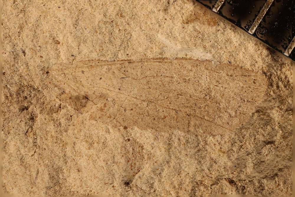 Image of Palaeodictyopteroidea