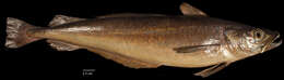 Image of Atlantic hake