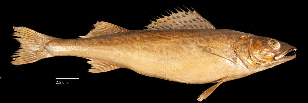 Image of Pike perch