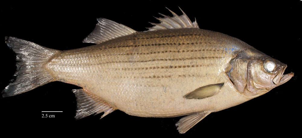 Image of White Bass