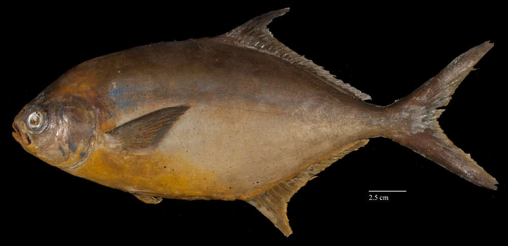 Image of Florida Pompano