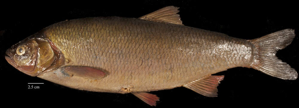 Image of European chub