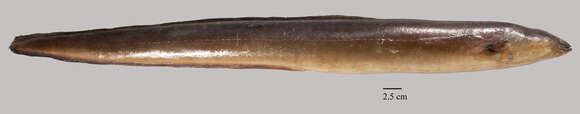 Image of European Eel