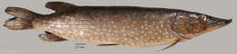 Image of Northern pike