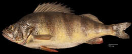 Image of Perch