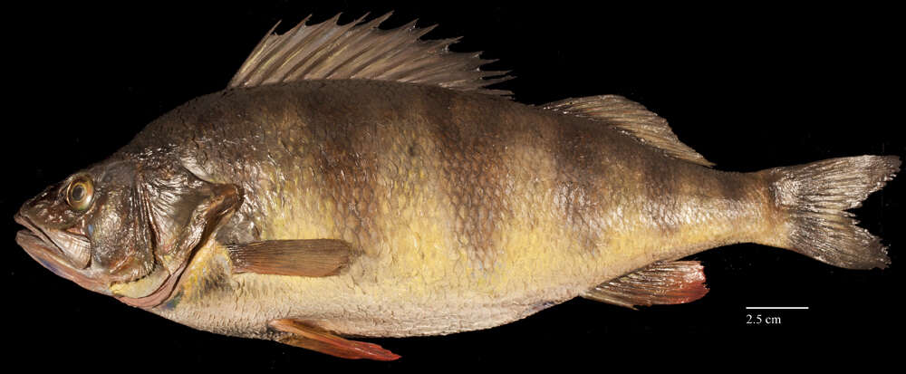 Image of Perch