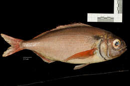 Image of Blackspot Seabream