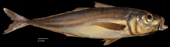 Image of Atlantic Horse Mackerel