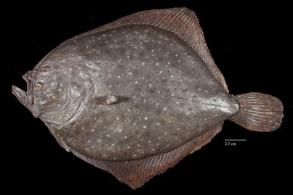 Image of turbot