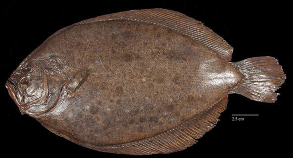 Image of Brill