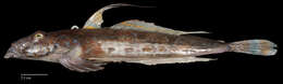 Слика од Callionymus lyra Linnaeus 1758