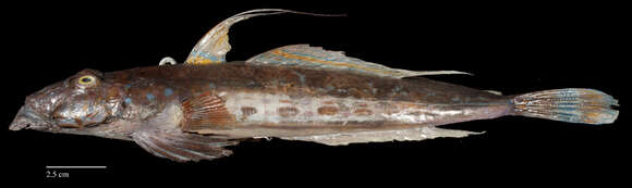 Image of Common Dragonet