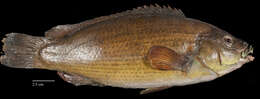 Image of Ballan Wrasse