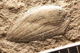Image of Spiloblattinidae