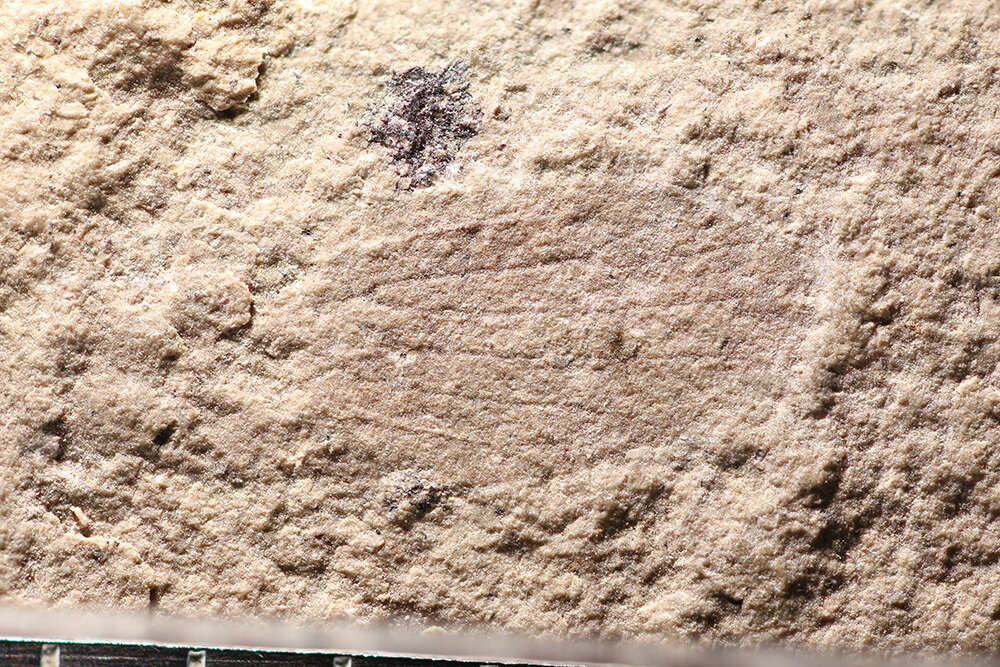 Image of <i>Cercopyllis delicatula</i> Scudder 1890
