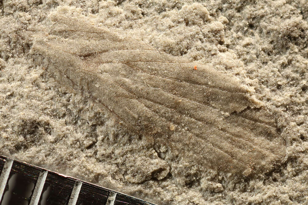 Image of Parapriscinae