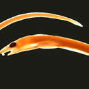 Image of Grooved-jaw worm eel