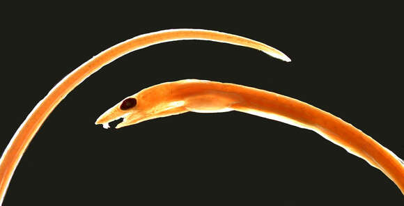 Image of Schismorhynchus