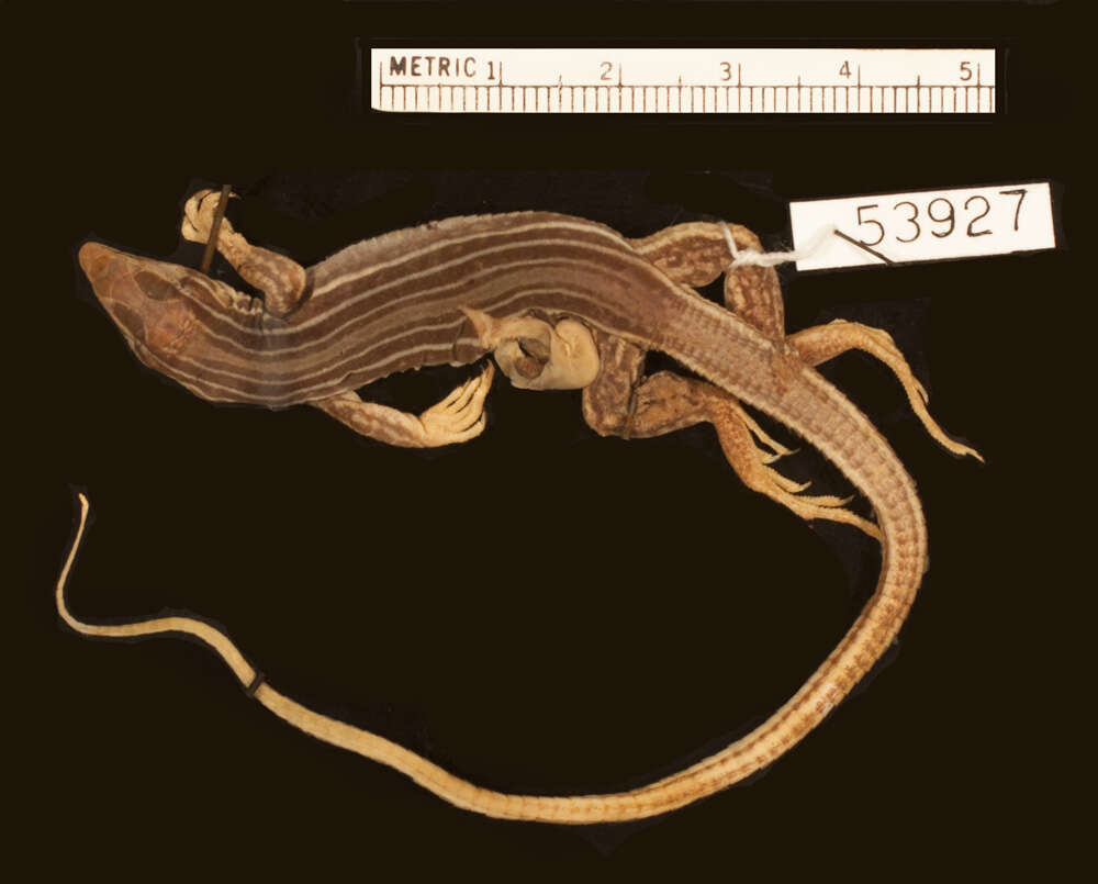 Image of Aspidoscelis gularis gularis (Baird & Girard 1852)