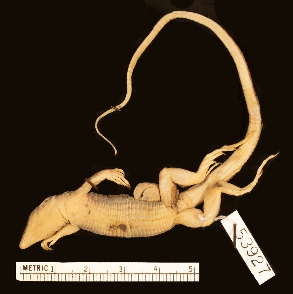 Image of Aspidoscelis gularis gularis (Baird & Girard 1852)