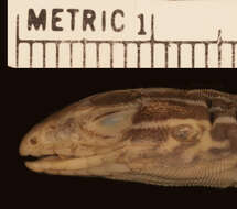 Image of Aspidoscelis gularis gularis (Baird & Girard 1852)