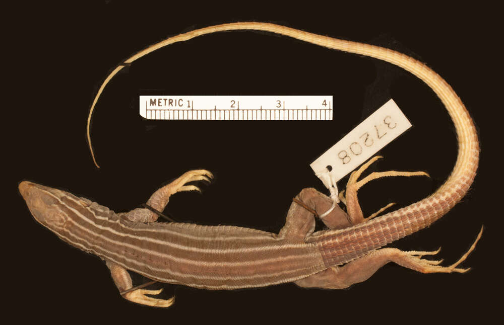 Image of Plateau Striped Whiptail