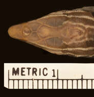 Image of Plateau Striped Whiptail