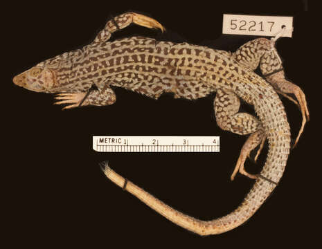 Image of Aspidoscelis tigris stejnegeri (Van Denburgh 1894)