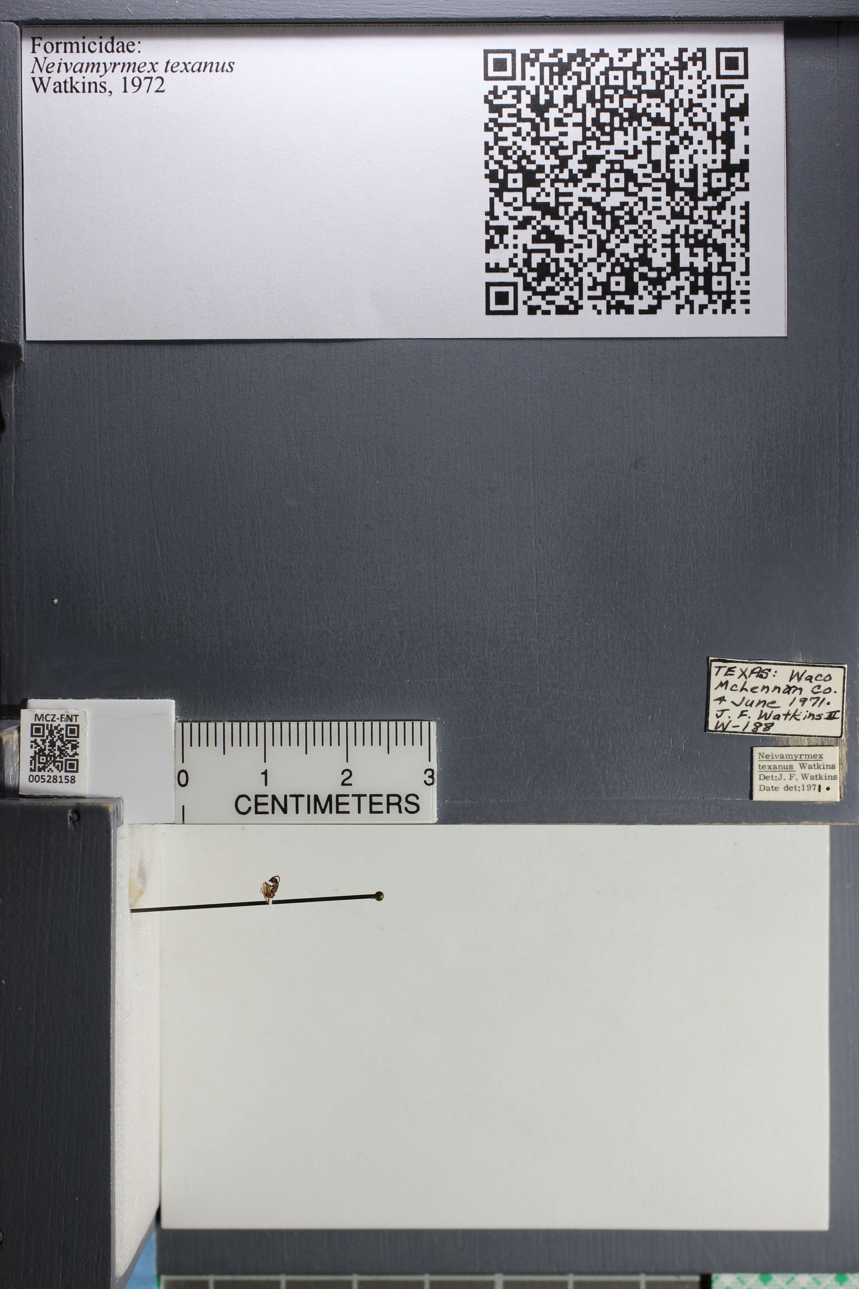 Image of Neivamyrmex texanus Watkins 1972