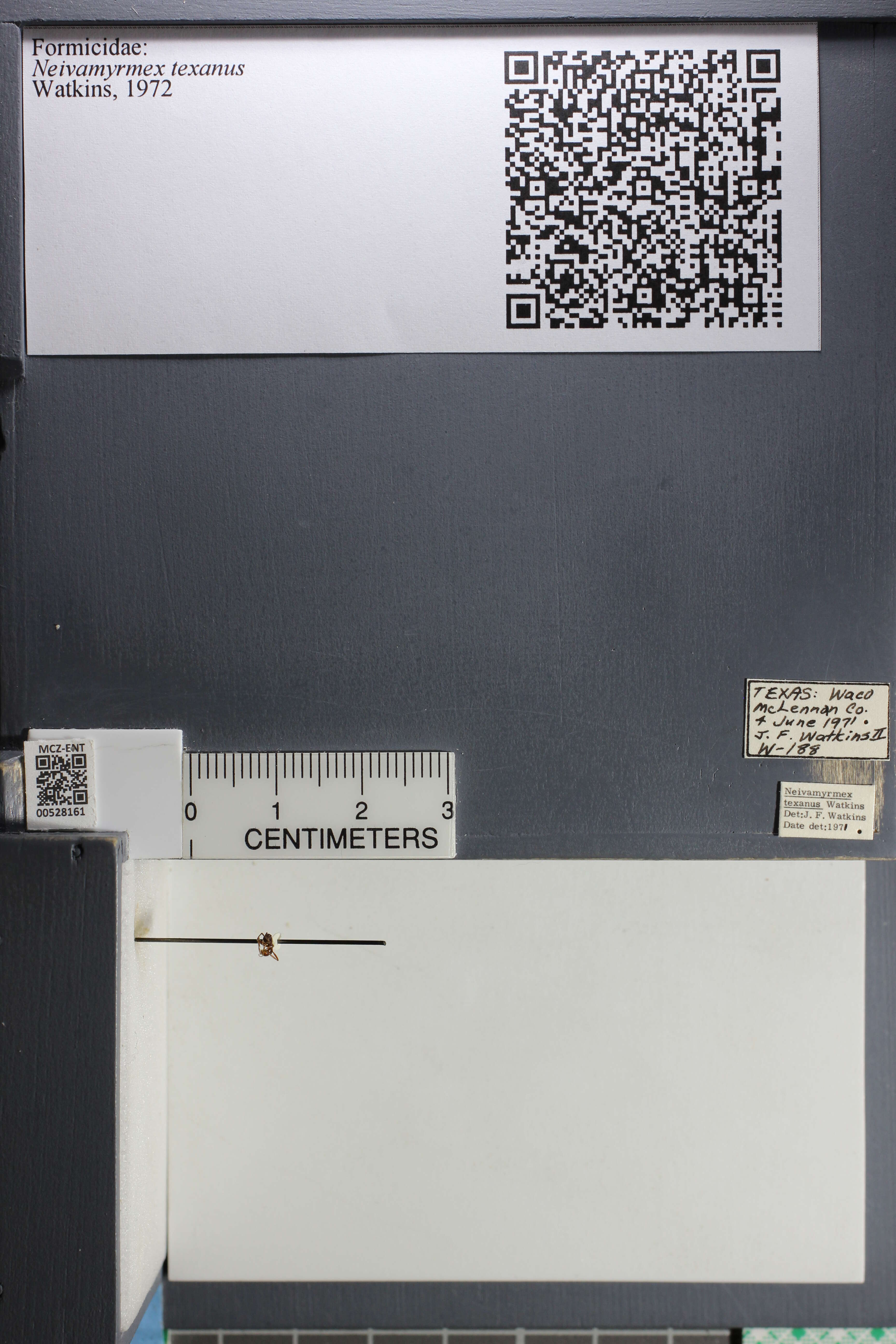 Image of Neivamyrmex texanus Watkins 1972