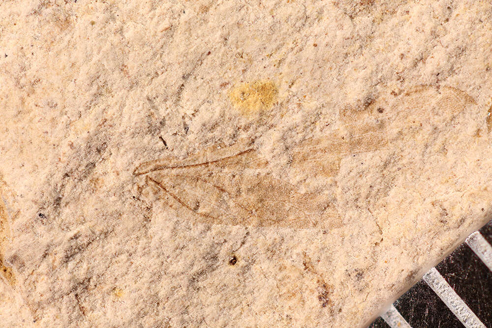 Image of Palaeodictyopteroidea