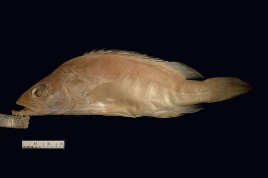 Image of Big-eye mandarin fish