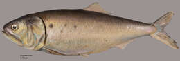 Image of Atlantic Menhaden