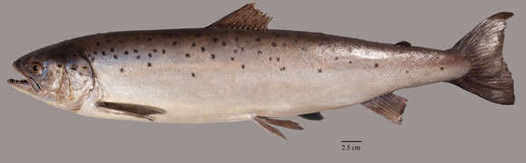 Image of Atlantic Salmon