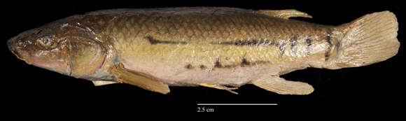 Image of Striped Killifish